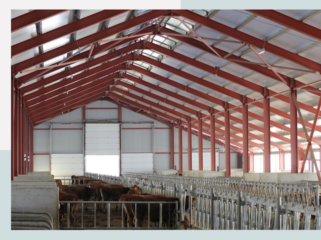 Строительство коровников в Черняховске